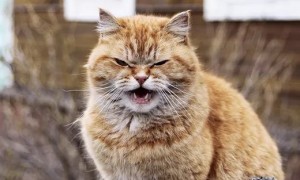 Создать мем: наглый кот, кот мартовский, матерый рыжий кот