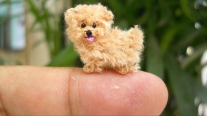 Создать мем: микро мини собаки, самая маленькая собака порода, карликовый пудель тедди
