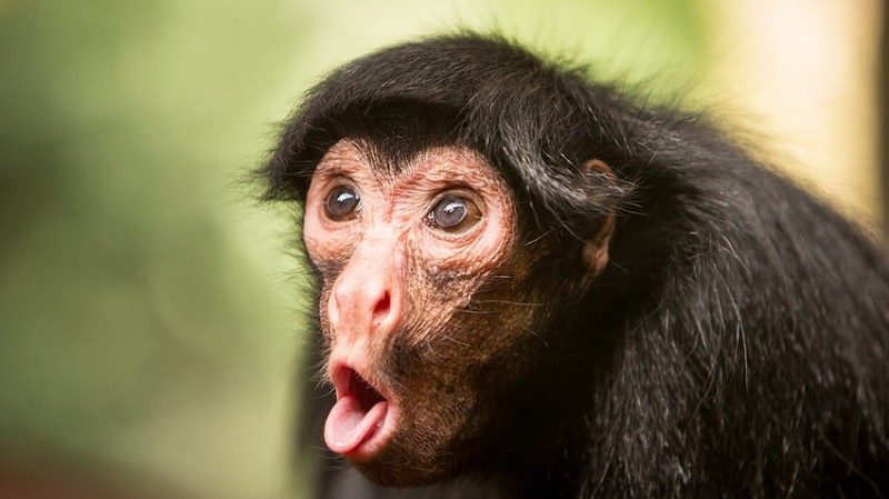 Create meme: funny monkeys, chimpanzees are funny, monkey surprise