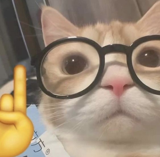 Create meme: photos of seals, cats , kitty 