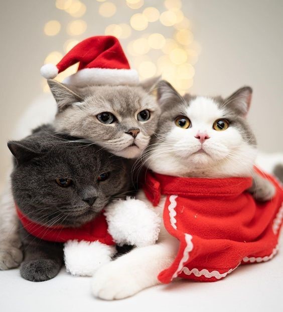 Создать мем: британская кошка, животные милые, merry christmas cat