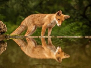 Создать мем: лиса в воде, лиса с лисятами в лесу, животные лиса