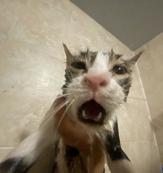 Create meme: cat , cat , washed the cat 