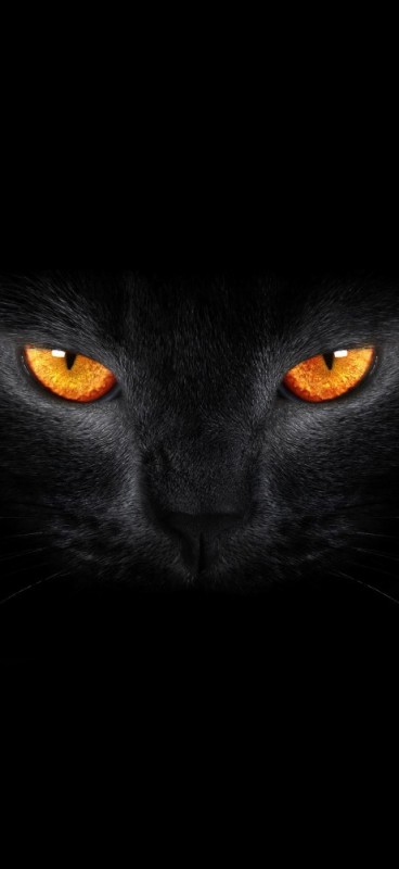 Create meme: black cat , black cat , cat's eyes