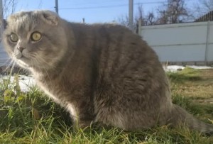 Create meme: lop-eared, lop-eared Scot, cat Scottish fold