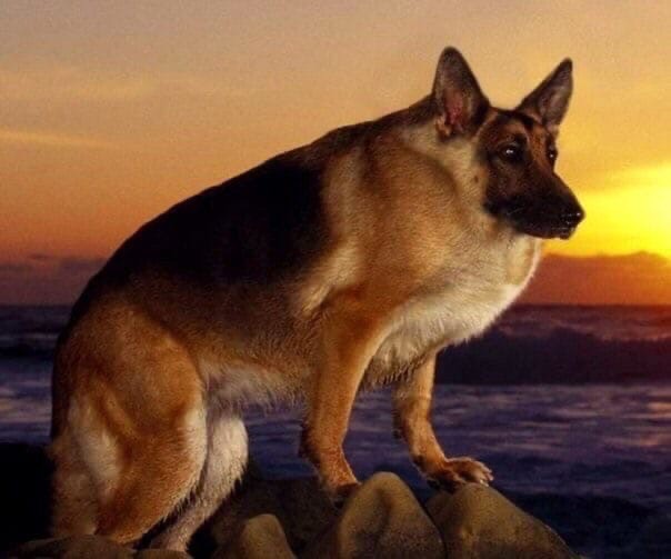 Create meme: shepherd max, shepherd , shepherd German shepherd