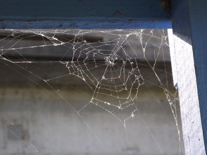 Create meme: web , cobwebs in the corner, cobwebs in the house