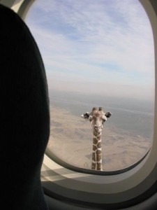 Создать мем: вид из окна самолёта, я не договорила мем жираф, я не договорила жираф