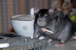 Create meme: mouse and rat, rat animal, rat with cigarette meme