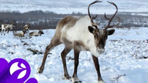 Create meme: reindeer