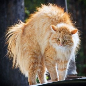 Создать мем: рыжий длинношерстный сибирский кот, рыжий дворовый кот, рыжий кот