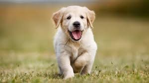 Create meme: Golden Retriever puppy, Golden Retriever puppy, Labrador Retriever