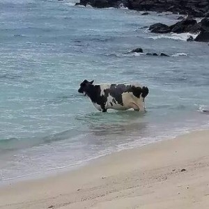 Создать мем: пляж, корова в море мем, корова на пляже