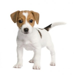 Create meme: Jack Russell Terrier puppy on white background, Russell Terrier puppy, Russell Terrier