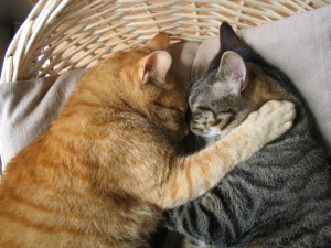 Create meme: cats hugging, animals cats, cats hugging