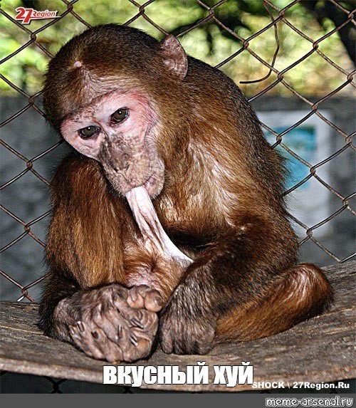 Создать мем: обезьяна плачет, оспа обезьян, обезьяна в зоопарке
