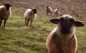 Создать мем: коза смешная, овцы на пастбище, овца и баран