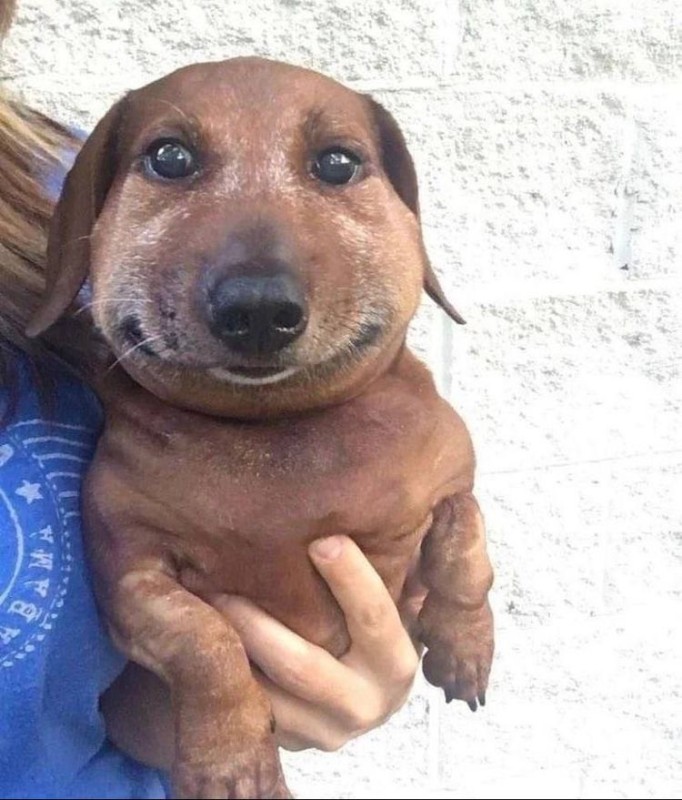 Create meme: dachshund 's muzzle, dog dachshund meme, dog Dachshund