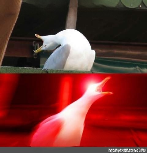 Создать мем: орущая чайка, чайка смеется мем, орущая чайка мем