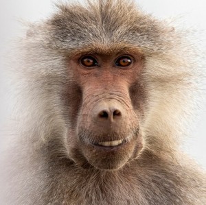 Создать мем: бабуин на белом фоне, обезьяна, павиан гамадрил бабуин