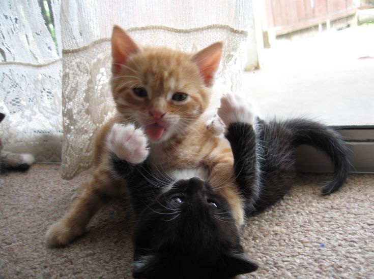 Create meme: adorable kittens, cats together, A red-haired and a black cat hug