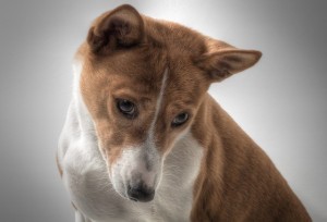 Create meme: breed Basenji, Basenji