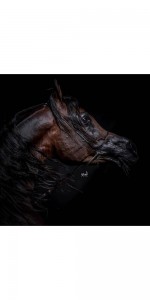 Create meme: pictures of horses, black horse portrait, black horse