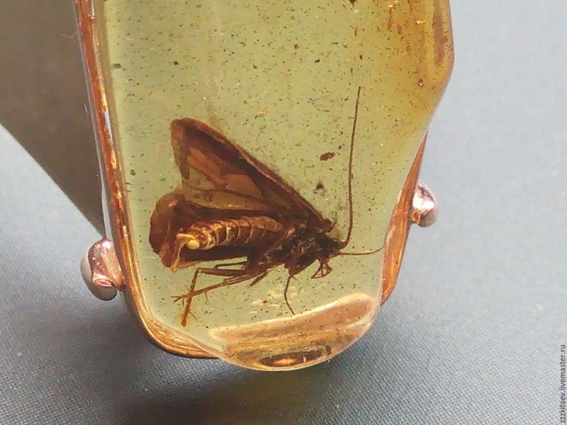 Create meme: insects in amber, ancient insects in amber, amber ring