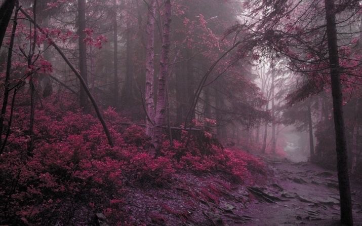 Create meme: red mist aesthetics, landscape aesthetics, aesthetics of nature