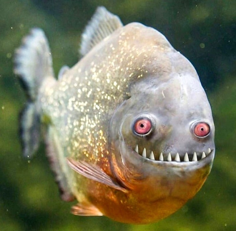 Create meme: piranha fish, common piranha, piranhas 