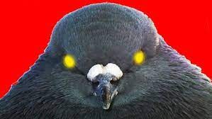 Create meme: thick pigeon, dove common, grey dove