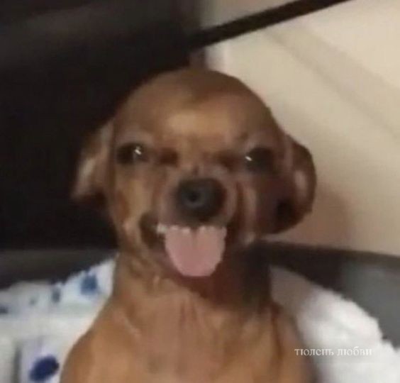 Create meme: The bald dog is smiling, A stubborn dog, chihuahua dog
