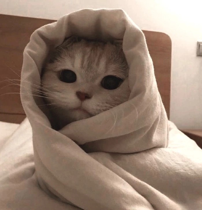 Создать мем: purrito, котики, милый котейка