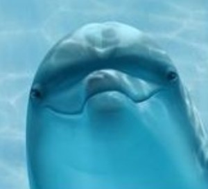 Create meme: diver, dolphins, beluga whale