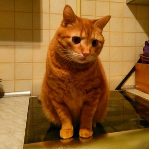 Create meme: kitties, cat Tosha, ginger tabby cat