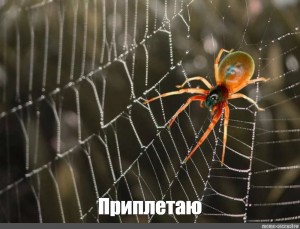 Create meme: a spider spinning a web, the spider's web., spiders