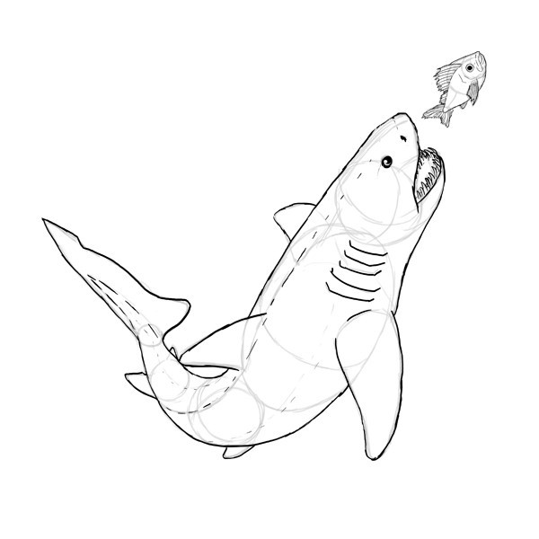 Создать мем: акула рисунок карандашом, рисунок акулы, акула раскраска