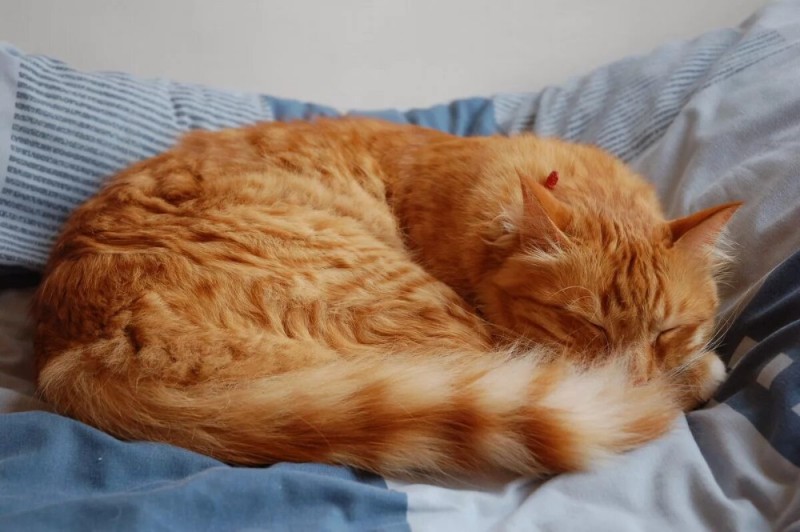 Create meme: sleeping cat , cat red, red cat 