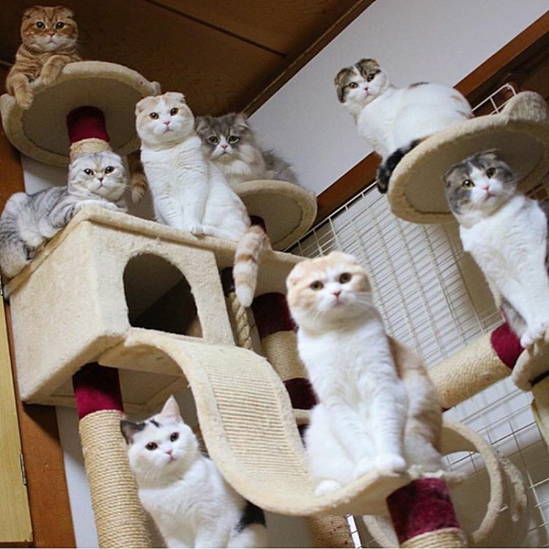 Создать мем: кошка в квартире, кошачий дом, кошачье кафе в японии