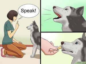 Создать мем: dog meme, doge meme, dog training