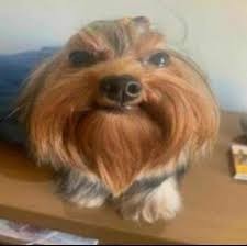 Create meme: dog Yorkshire, yorkshire terrier breed dog, breed Yorkshire Terrier