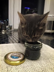 Create meme: Kobzon eats caviar, the cat is black, nursing cats