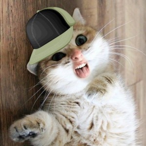 Create meme: Cat rapper