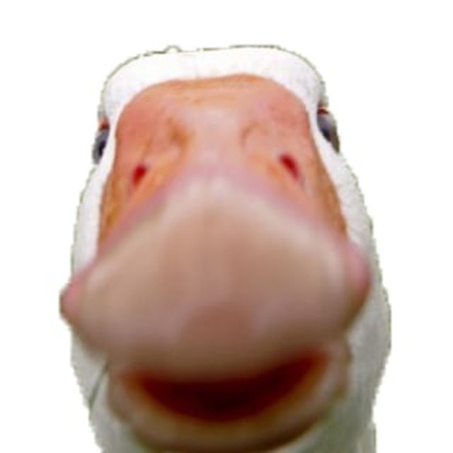 Create meme: goose , goose with open mouth, goose cool
