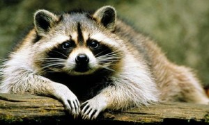 Create meme: Raccoon waiting