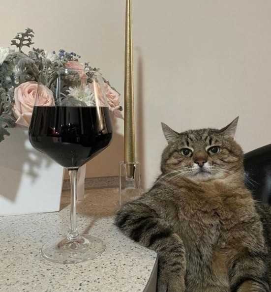 Создать мем: кот с бокалом вина, кот с вином, котики с вином