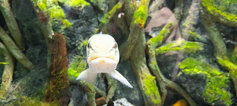 Создать мем: рыба альбинос, выставочный зал аквариум, аквариумные рыбки