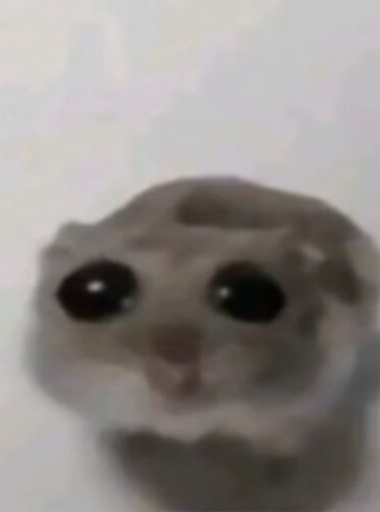 Create meme: big eyes meme, A hamster with big eyes, hamster with big eyes meme