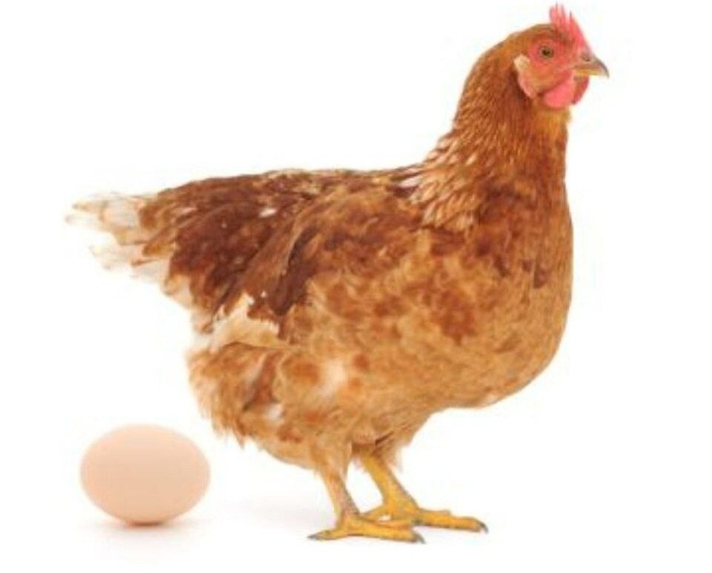 Создать мем: курица без фона, куры несушки, курица на белом фоне