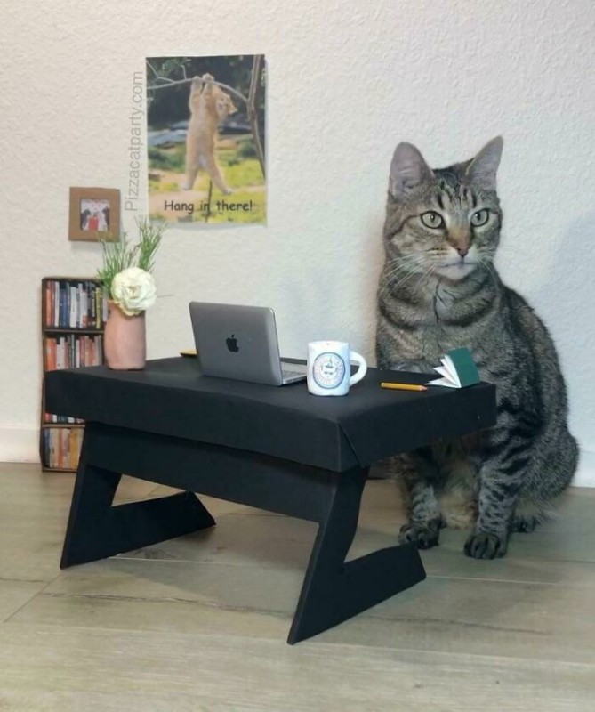 Создать мем: черный журнальный столик, кот на подлокотнике, журнальный столик